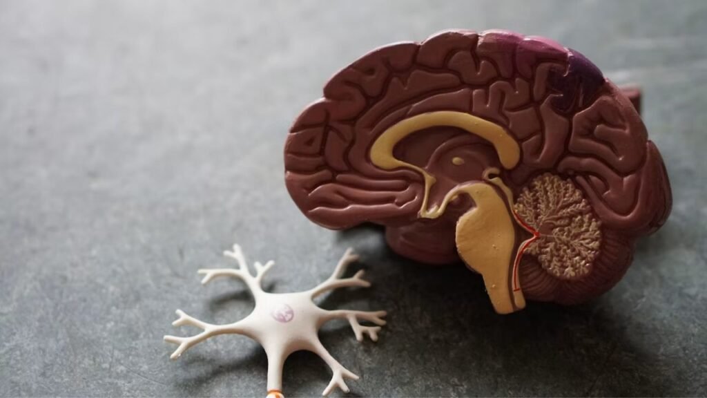 Porn Effects on the Brain What Science Really Says